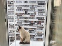 Балконы для кошек, балкончик/выгул для кошки