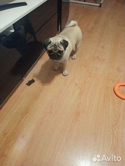 Мопс вязка мальчик
