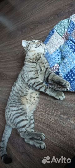 Отдам кота в добрые руки Шотландец