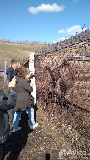 Экскурсии на мараловую ферму
