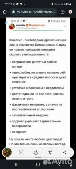 Лиана кампсис