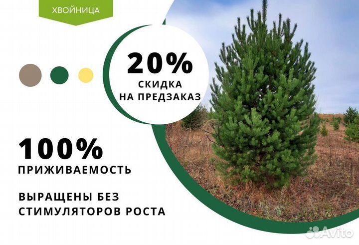 Сосна обыкновенная с доставкой