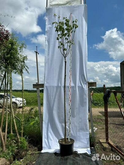 Вишня мелкопильчатая Kanzan (Канзан)