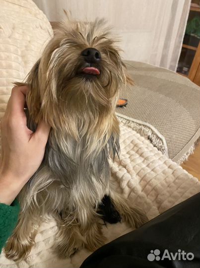 Передержка