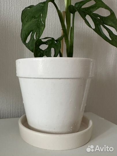 Монстера манки вместе с горшком