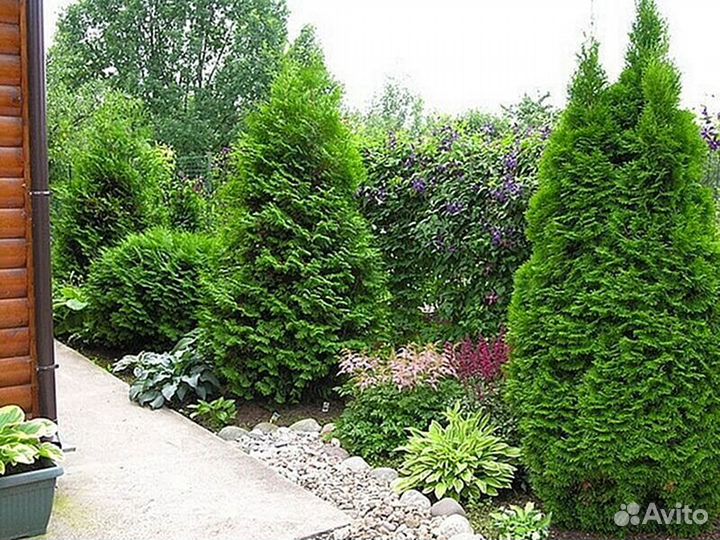 Туя с доставкой Питомник хвойных растений: выращив