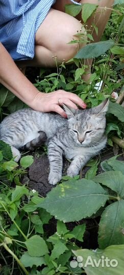 Котёнок крысоловка