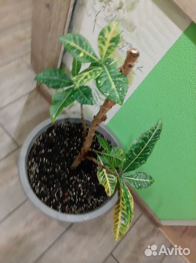 Обмен кротона на Ваше растение