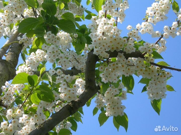 Ландышевое дерево с белыми цветами