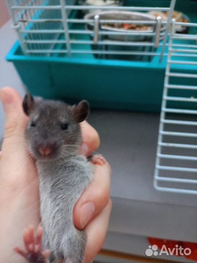 Декоративная крыса дамбо