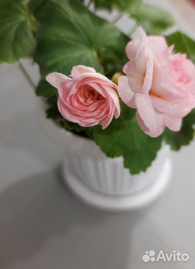 Пеларгония герань сортовая