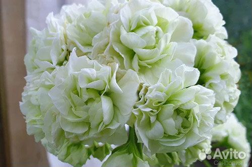 Пеларгонии сортовые