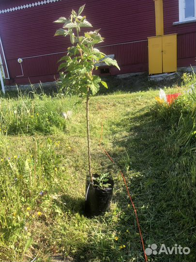 Малиновое дерево таруса