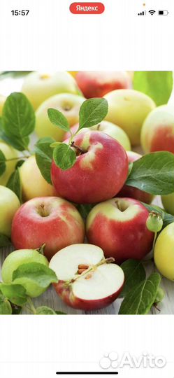 Яблоки домашние