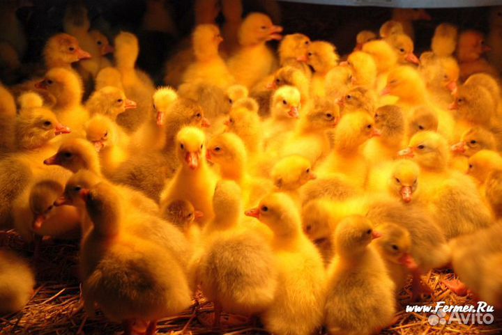 Домашняя птица в ассортименте