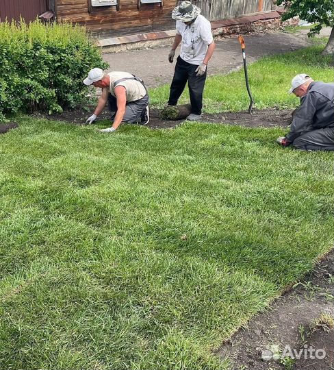 Рулонный газон с укладкой