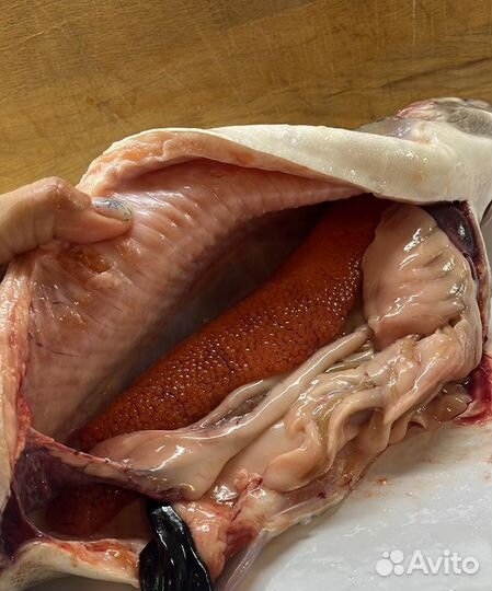 Форель на прямую с вылова с икрой