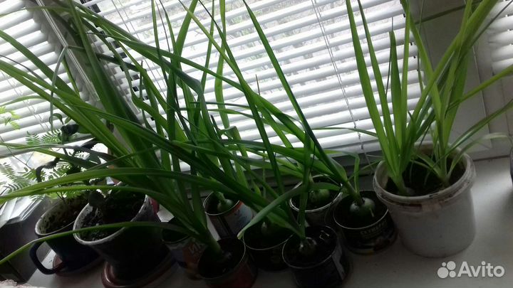 Индийский лук