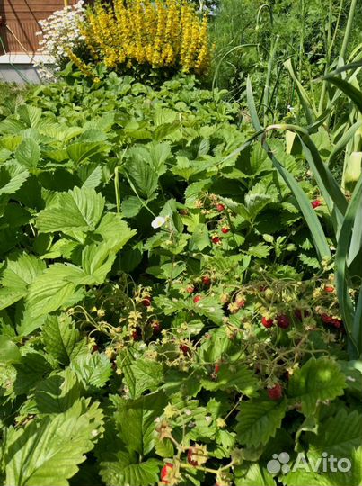 Саженцы клубники рем., кл/зем, земляники рем