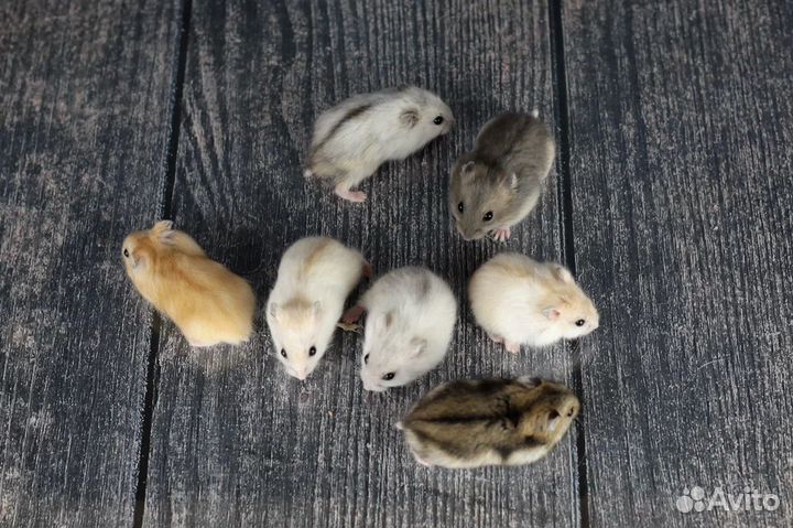 Джунгарский хомяк Ручные малыши Доставка