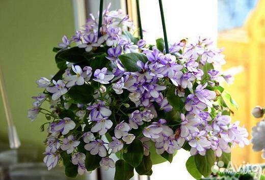 Фиалка трейлер