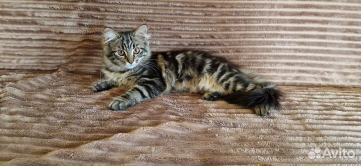 Кошка крысоловка