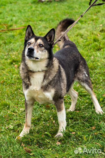 Метис лайки в добрые руки