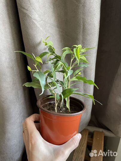 Комнатные цветы Спатифиллум и фикус бенджамина