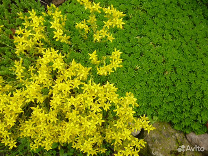 Спирея, Хоста, Василек подбеленный