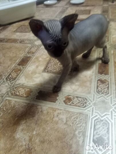 Канадский сфинкс котенок девочка