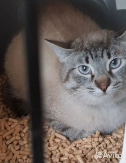Отдам кота в добрые руки