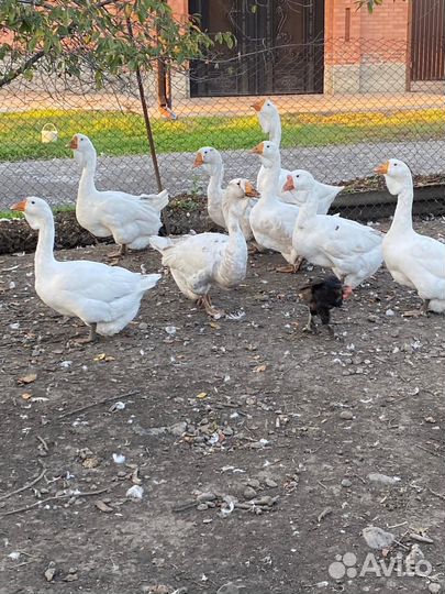 Холмогорские гуси