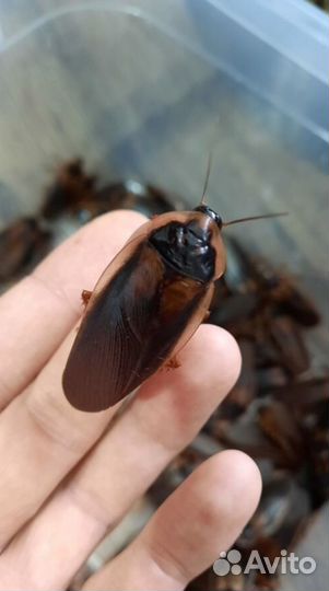 Аргентинский таракан (Blaptica Dubia)