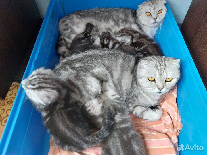 Шотландская вислоухая