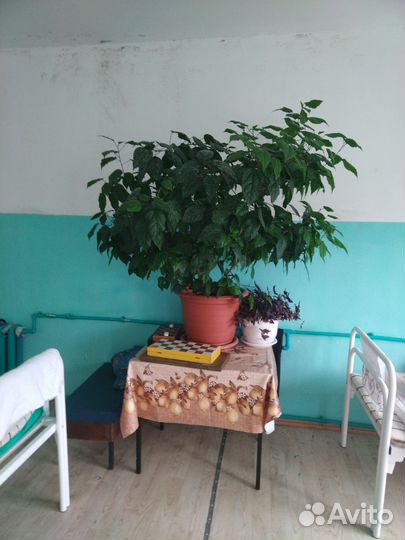 Китайская роза
