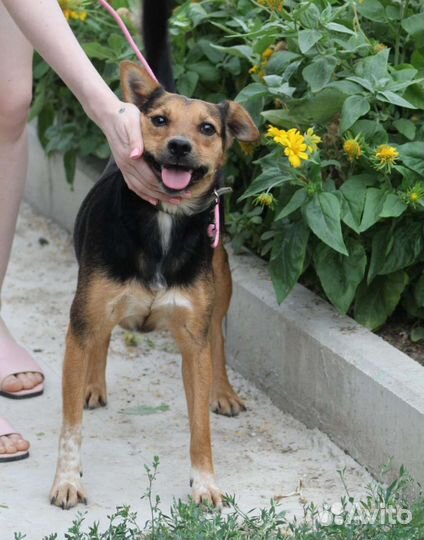 Собачка Роза в добрые руки