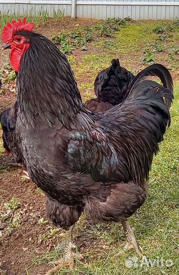 Петух джерсийский гигант черный