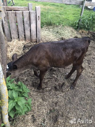 Телка 50 джерси