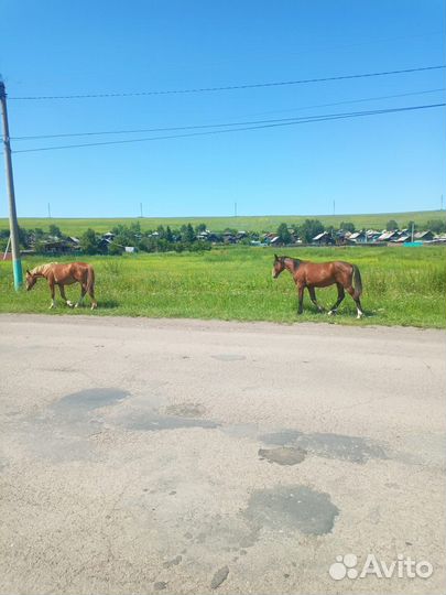 Продажа лошадей
