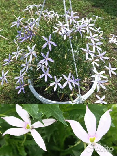 Бакопа, Агрирантемум, Изотома и др