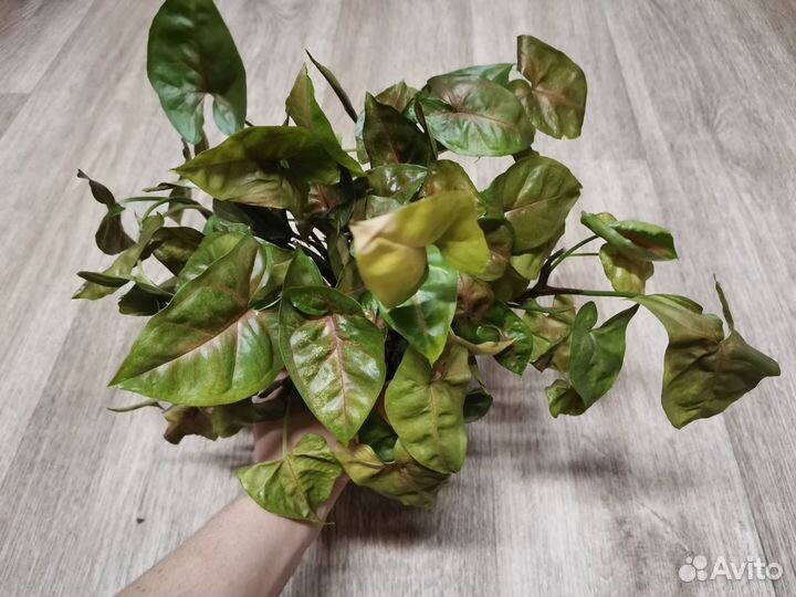 Сингониум Империал, Брокант, конфети, панда, др