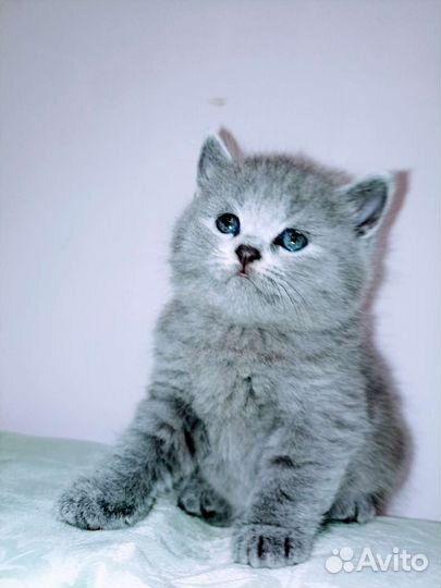 Британские котята