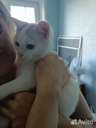 Кошка в дар бесплатно