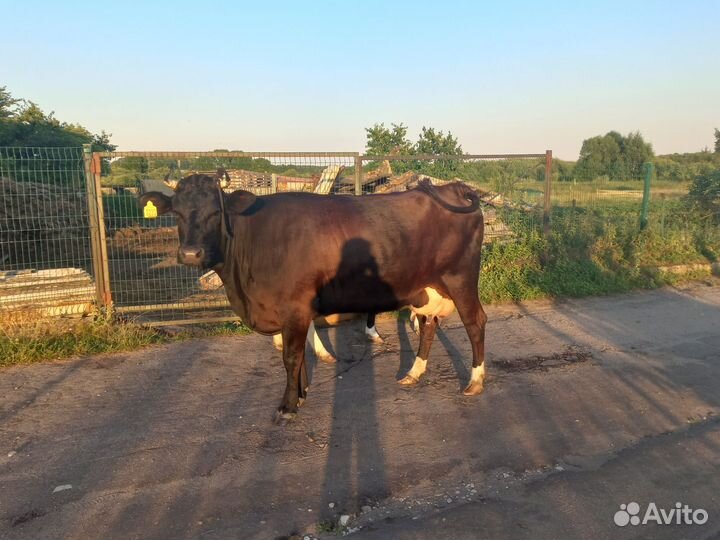 Корова стельная дойная