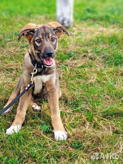 Щенок из Якутского приюта ппбж