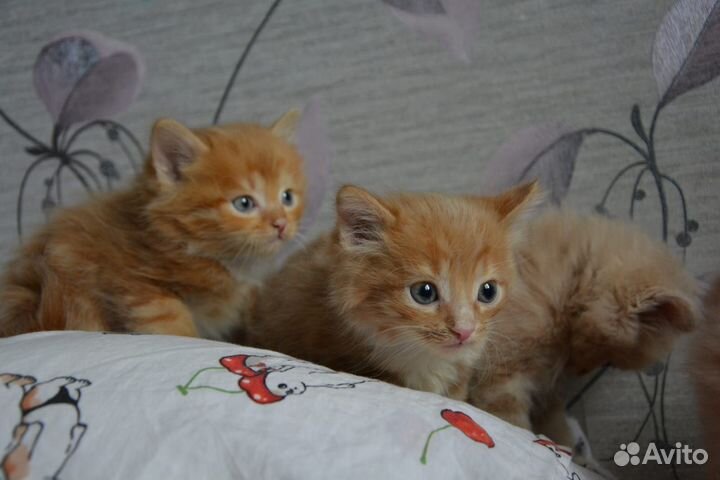 Кошка в дар бесплатно