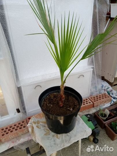 Роскошная Пальма Вашингтония Комнатное растение