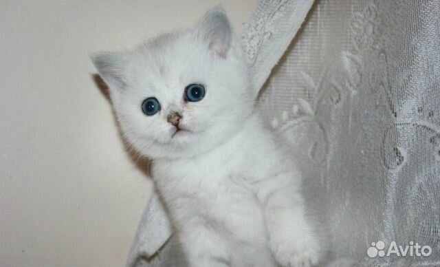 Серебристая шиншилла