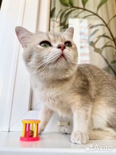 Юная британская кошка Плюша в добрые руки