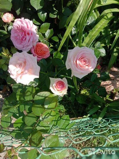 Кустовые розы саженцы